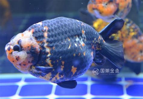 魚缸密度計算|如何養魚：魚缸尺寸、魚密度、加熱、照明、過濾綜合。